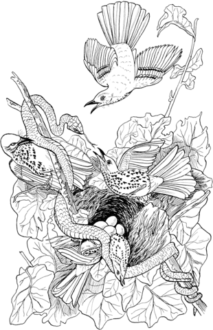 Snake Attacks Brown Thrasher Nest Coloring Page